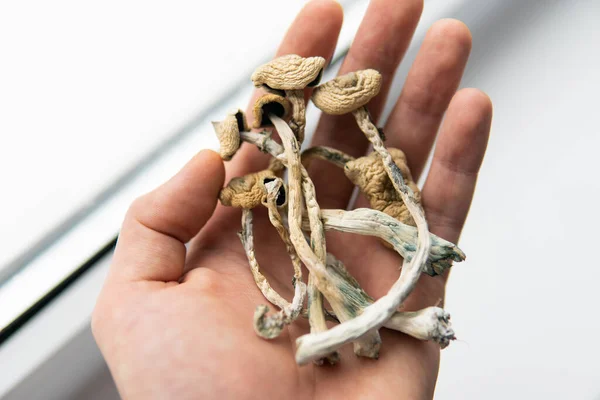 Beyaz arka plan. Elinde kuru Psilocybe cubensis var. Psilosibin mantarı. Albino bir tür. Büyülü mantarı kapat. Psilosibin mantarı. Psikedelik ilaç.