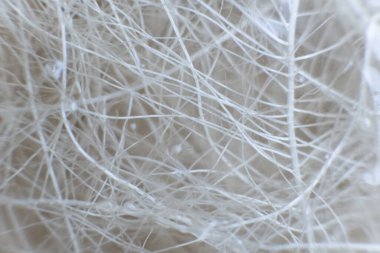 Kökleri kenevir CBD. Hidroponik sistemde marihuana kökleri. Esrar yetiştirmek Indica. Esrar kökleri. Derin su kültürü. Kenevir yetiştirme. Marihuana bitkileri.