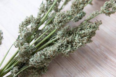 Bir buket kuru kenevir tomurcuğu. Doğal tıbbi esrar. Beyaz arka plan. CBD THC otu. Marihuana yakın çekim.