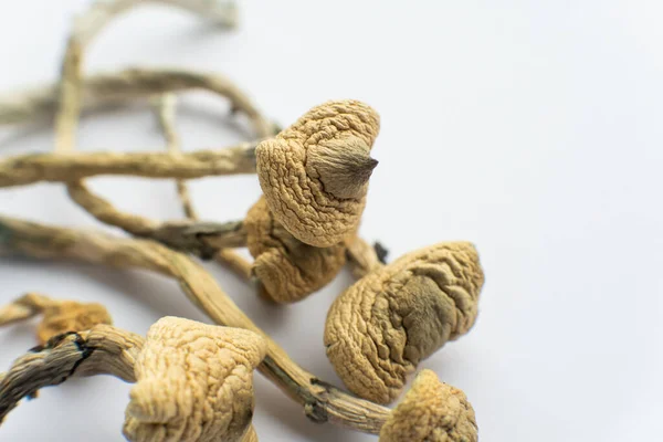 Albino Strain White Background Psilocybin Mushroom Close Magic Shroom Dry — Stock Photo, Image