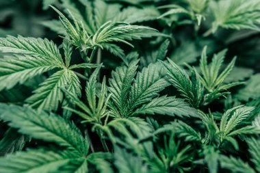 Esrar yetiştirmek için hidrofonik yöntem. Ot ekimi.