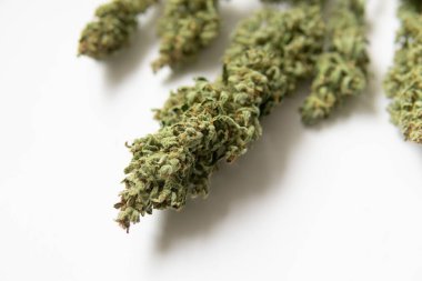 Bir buket kuru kenevir tomurcuğu. Marihuana yakın çekim. Beyaz arka plan. Doğal tıbbi esrar. CBD THC otu.