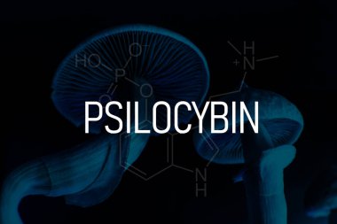 Tahta bir mantarın üzerindeki psilosibin formülü. Albino bir tür. Kuru Psilocybe cubensis. Psilosibin mantarı. Büyülü mantarı kapat. Psikedelik ilaç.