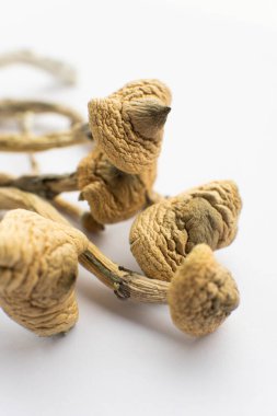 Psikedelik ilaç. Kuru Psilocybe cubensis. Psilosibin mantarı. Beyaz arka plan. Albino bir tür. Psilosibin mantarı. Büyülü mantarı kapat. Dikey çekim