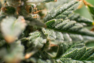 Esrar yeşili çiçek. Ot 'ta CBD THC var. Marihuana tomurcuğu yakın. Sativa Taze Yeşil Ot Detayları. Makro üçlü kenevir. Hint çiçeği..