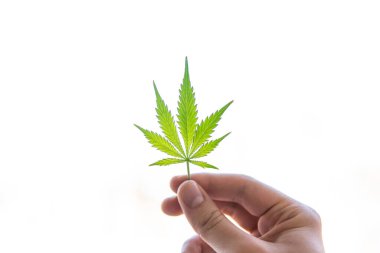 Ellerinde kenevir yaprağı. Esrar ot tomurcukları