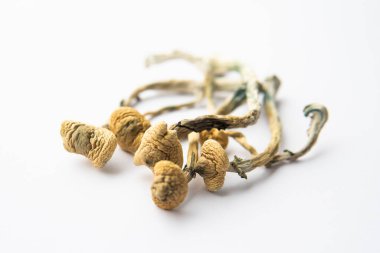 Psilosibin mantarı. Büyülü mantarı kapat. Psikedelik ilaç. Kuru Psilocybe cubensis. Psilosibin mantarı. Albino bir tür. Beyaz arkaplan.