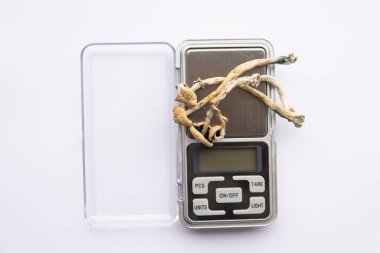 Psilosibin mantarı. Büyülü mantarı kapat. Albino bir tür. Beyaz arka plan. Psikedelik ilaç. Kuru Psilocybe cubensis. Psilosibin Mantarı.