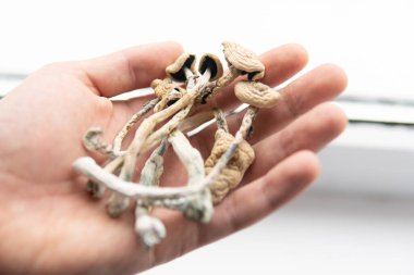 Psilosibin mantarı. Elinde kuru Psilocybe cubensis var. Albino bir tür. Beyaz arka plan. Psilosibin mantarı. Büyülü mantarı kapat. Psikedelik ilaç.