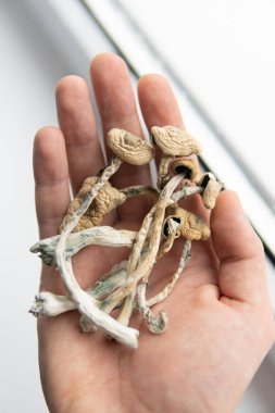 Büyülü mantarı kapat. Psikedelik ilaç. Beyaz arka plan. Elinde kuru Psilocybe cubensis var. Albino bir tür. Psilosibin mantarı. Psilosibin mantarı. Dikey çekim