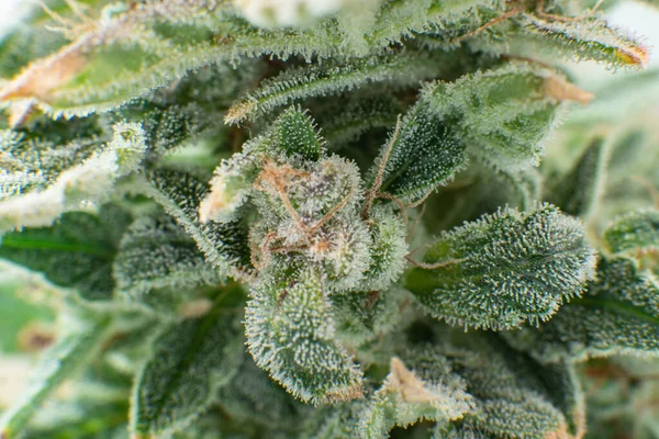 Macro Tricomas Cannabis Sativa Cbd Thc Pot Flor Indica Brote — Foto de Stock