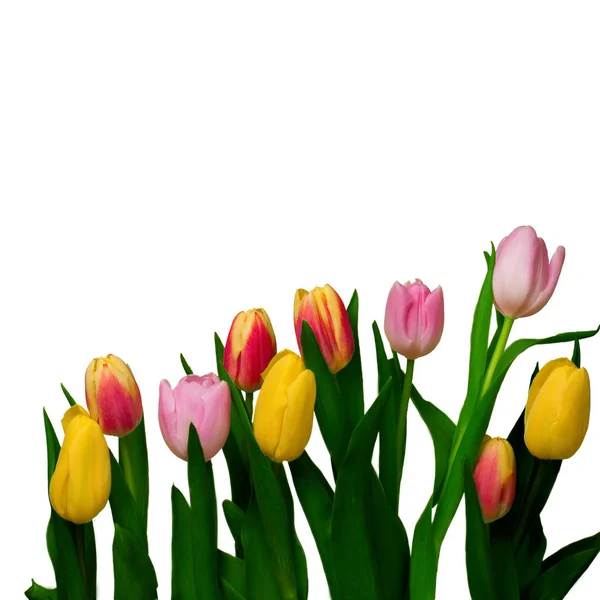 Tulips isolated on white — Stock Photo, Image