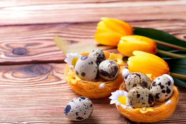 Quail easter eggs in nest — Stock Photo, Image