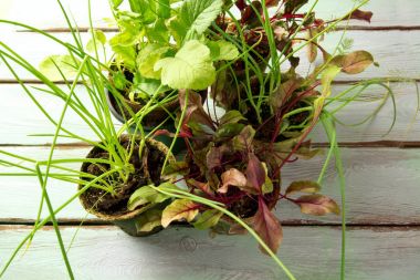 Ahşap arka plan üzerinde fidan