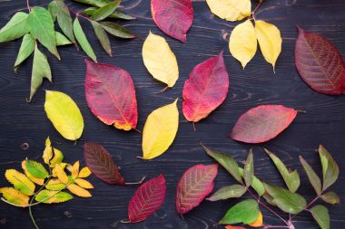 Sonbahar yaprakları koyu ahşap arka plan üzerinde. Arka plan sonbahar yaprakları.