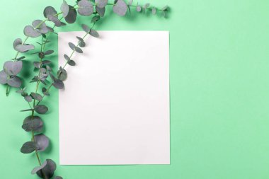 Yeşil arka planda okaliptüs ve physalis dalları olan beyaz kağıt boş. Üst manzara, düz uzanma