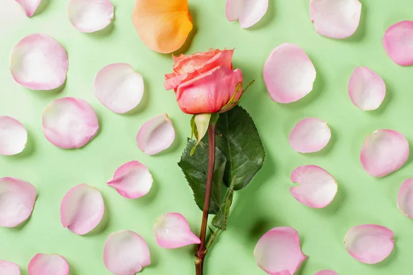 Las flores florecen sobre un fondo verde. Tarjeta con pétalos de rosa. Vista superior. Puesta plana . —  Fotos de Stock