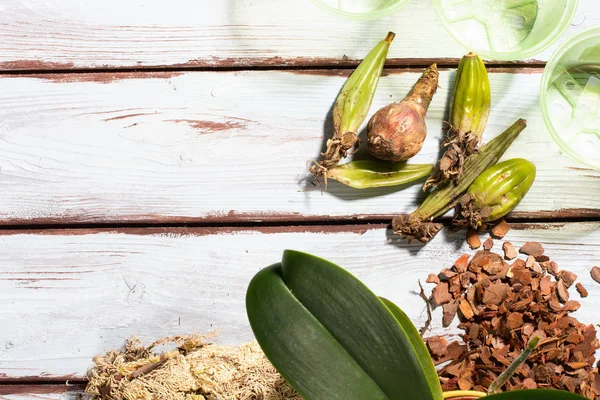 Preparing for planting an orchid. Garden tools on a wooden background. Home gardening. — 스톡 사진