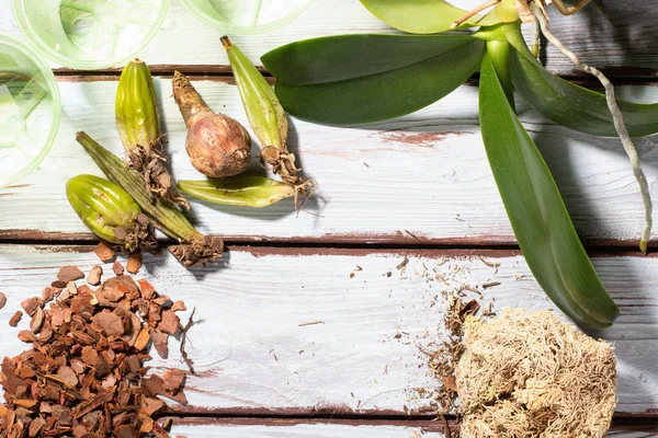 Preparing for planting an orchid. Garden tools on a wooden background. Home gardening. — 스톡 사진