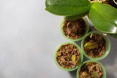 Bir orkide dikmeye hazırlanıyorum. Gri beton arka planda bahçe aletleri. Evde bahçe işleri..