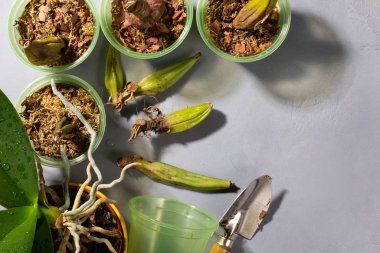 Bir orkide dikmeye hazırlanıyorum. Gri beton arka planda bahçe aletleri. Evde bahçe işleri..