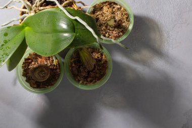 Bir orkide dikmeye hazırlanıyorum. Gri beton arka planda bahçe aletleri. Evde bahçe işleri..