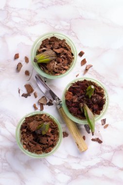 Bir orkide dikmeye hazırlanıyorum. Mermer arka planda bahçe aletleri. Evde bahçıvanlık. Üst görünüm.