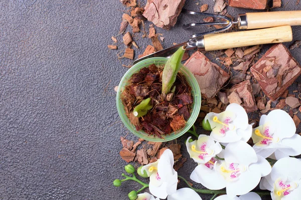 Preparing for planting an orchid. Garden tools on a grey background. Home gardening. Top view. — 스톡 사진