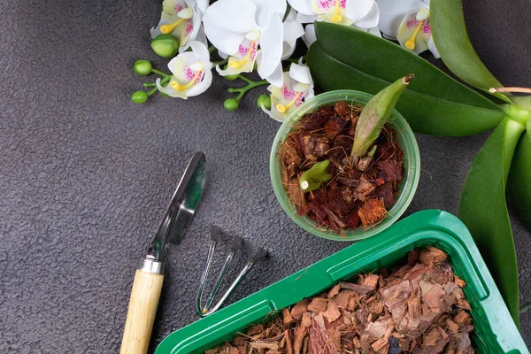 Preparing for planting an orchid. Garden tools on a grey background. Home gardening. Top view. — 스톡 사진