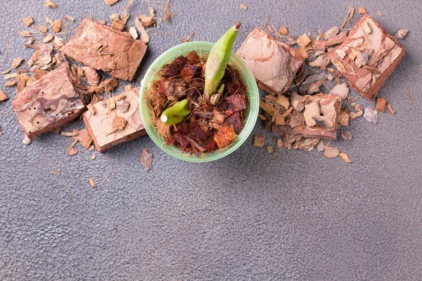 Preparing for planting an orchid. Garden tools on a grey background. Home gardening. Top view. — 스톡 사진