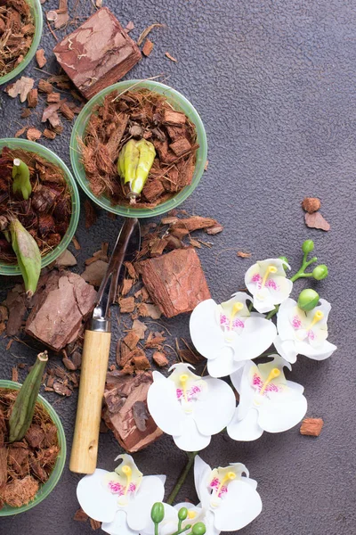 Preparing for planting an orchid. Garden tools on a grey background. Home gardening. Top view. — 스톡 사진