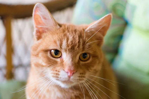 Porträtt Vacker Orange Katt — Stockfoto