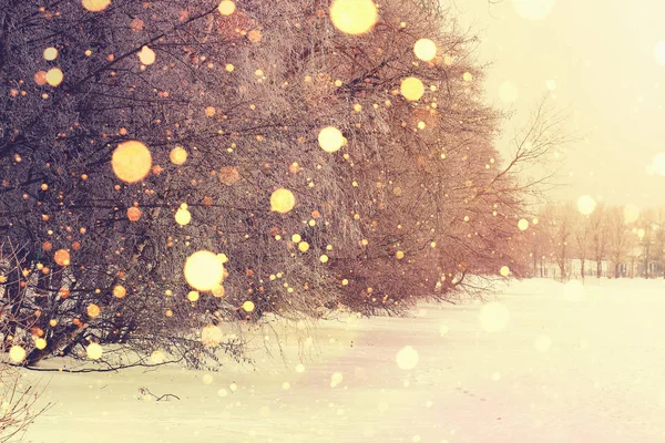 Bright winter sunrise in park background. — Stock Photo, Image