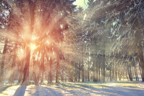 Landscape of winter forest. — Stock Photo, Image