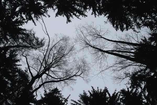 Abstrakte Silhouetten von Baumwipfeln gegen den grauen Himmel. — Stockfoto