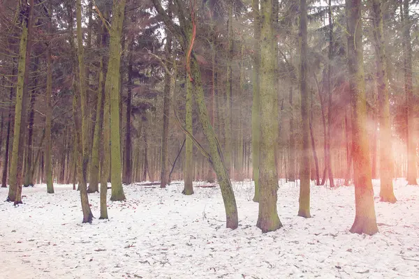 Paisagem florestal de inverno em sunreise . — Fotografia de Stock