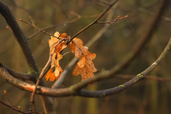 Eichenblätter auf den Ästen der Bäume vor dem Hintergrund des Herbstes. — Stockfoto