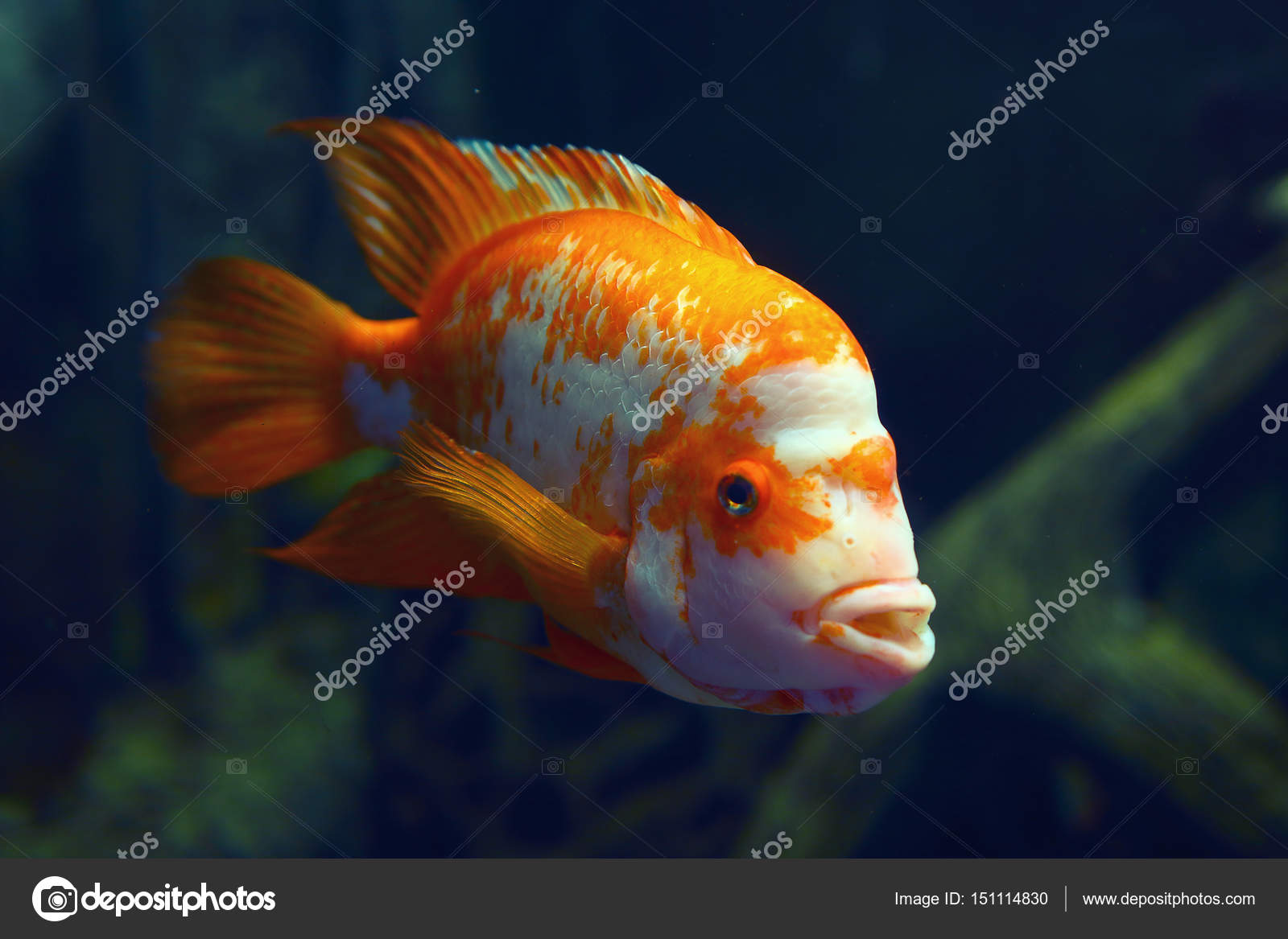 Acuario peces de colores en aguas azules profundas oscuras — Foto de stock  #151114830 © DzmitRock87@gmail.com, image size:1600x1167