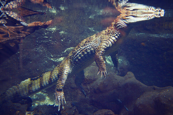 Crocodile in an aquarium in dark blue water. In the clear blue water floats the crocodile. Inhabitants of the underwater world. Crocodile on the hunt.