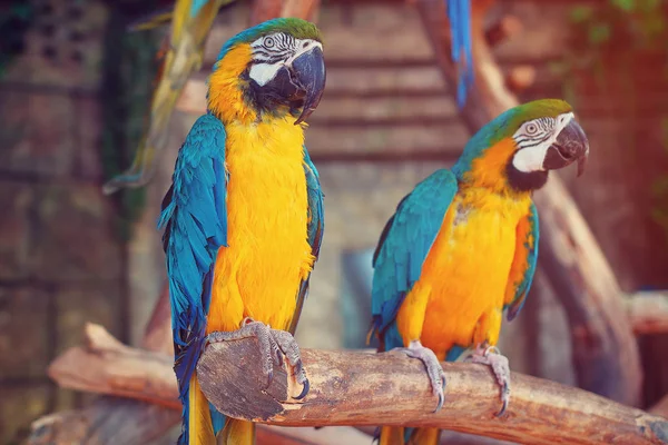 Papugi w dżungli. Niebieski i żółty ARA (Ara ararauna) — Zdjęcie stockowe