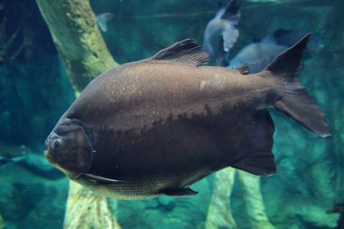 Gri büyük balık su altında mavi denizin derinliklerinde.