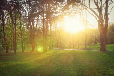 Yazın sıcak güneş ışığı ile yeşil bir parkta günbatımı parlak.