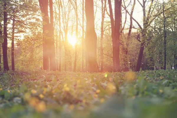 Landscape of the park in summer at sunset with bright sun glare — Stock Photo, Image