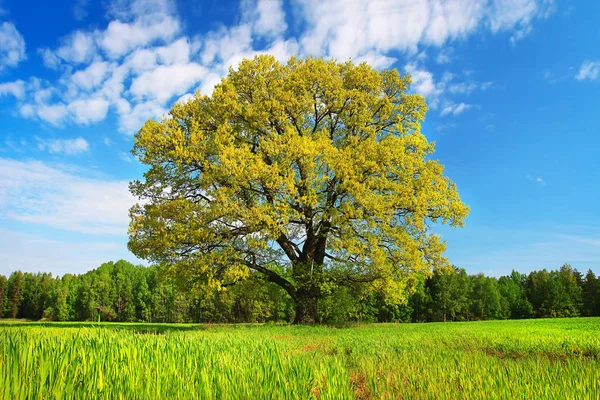 Paisaje de verano árbol grande con hojas coloridas en un prado verde en una tarde soleada brillante — Foto de Stock