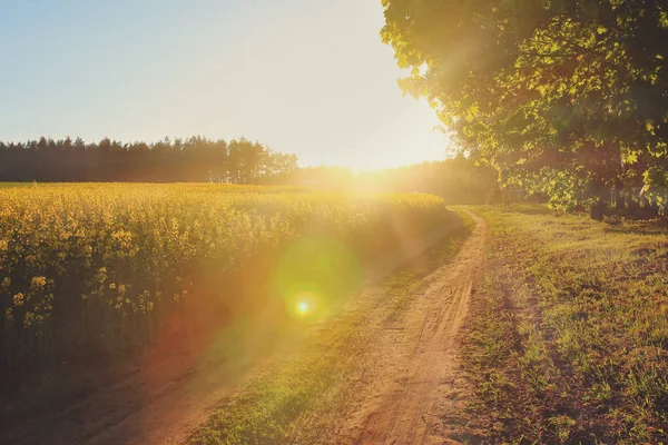 Verano brillante con un sendero que conduce al horizonte al atardecer en un prado verde a contraluz — Foto de Stock