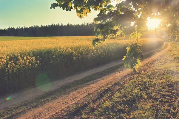 Sol brilla a través de las hojas del árbol al camino que va en prado verde en verano brillante al atardecer — Foto de Stock