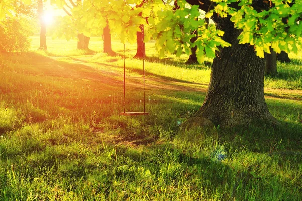 Sommaren ljusa strålar solen lysa igenom den gröna trädet med gunga — Stockfoto
