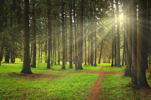 Grüner Wald an einem strahlend sonnigen Tag scheint Sonnenstrahlen — Stockfoto