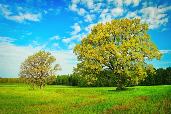 Dos grandes árboles en el prado verde en el brillante día de verano — Foto de Stock