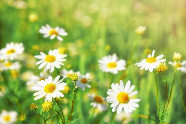 Квіти ромашки поле широкий фон на сонячному світлі — стокове фото